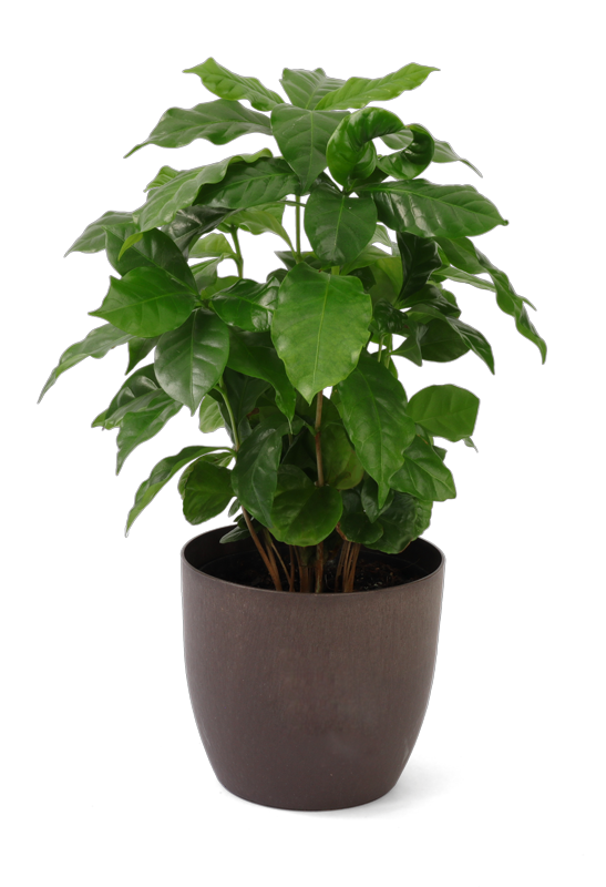 Plant pot met koffieplant